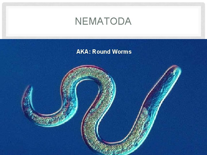 NEMATODA AKA: Round Worms 