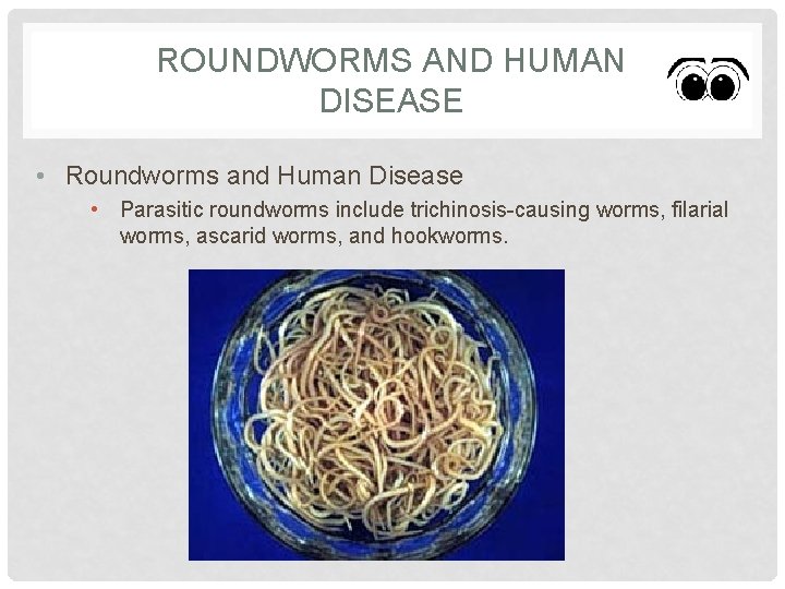 ROUNDWORMS AND HUMAN DISEASE • Roundworms and Human Disease • Parasitic roundworms include trichinosis-causing