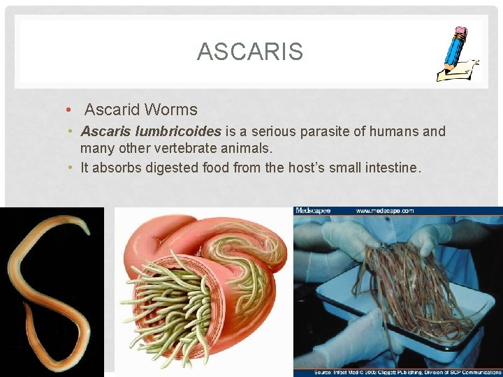 ASCARIS • Ascarid Worms • Ascaris lumbricoides is a serious parasite of humans and