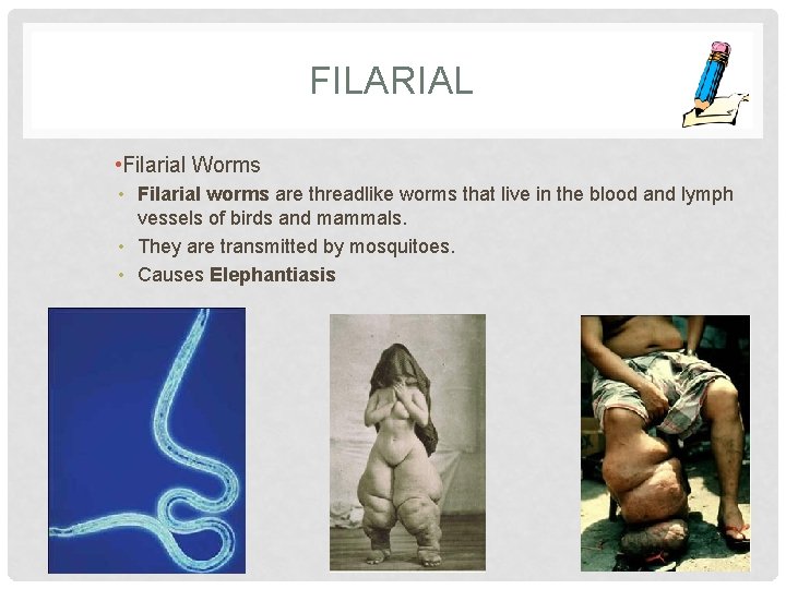 FILARIAL • Filarial Worms • Filarial worms are threadlike worms that live in the