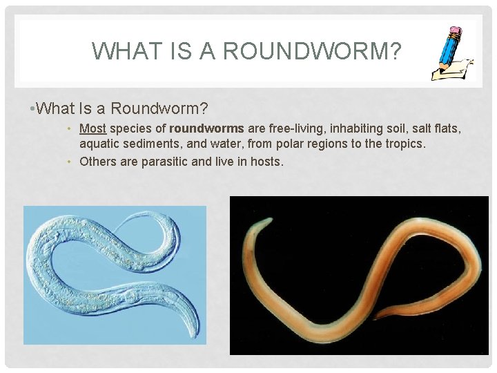 WHAT IS A ROUNDWORM? • What Is a Roundworm? • Most species of roundworms
