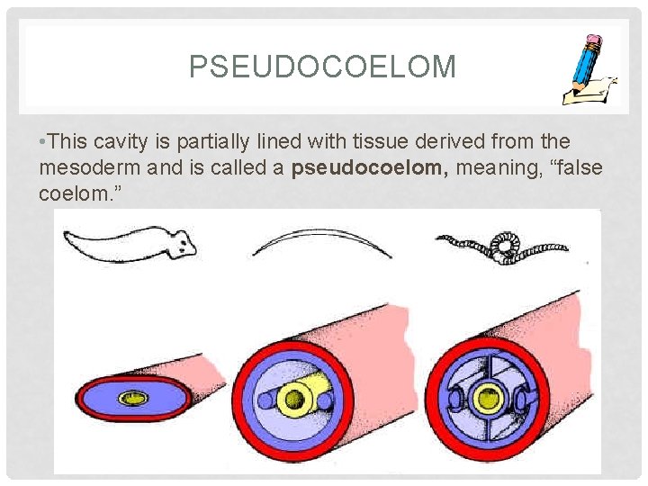 PSEUDOCOELOM • This cavity is partially lined with tissue derived from the mesoderm and