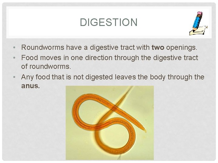 DIGESTION • Roundworms have a digestive tract with two openings. • Food moves in