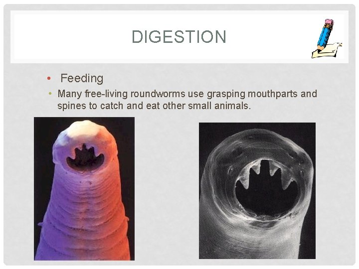 DIGESTION • Feeding • Many free-living roundworms use grasping mouthparts and spines to catch