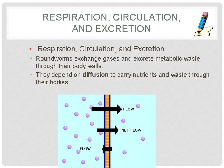 RESPIRATION, CIRCULATION, AND EXCRETION • Respiration, Circulation, and Excretion • Roundworms exchange gases and