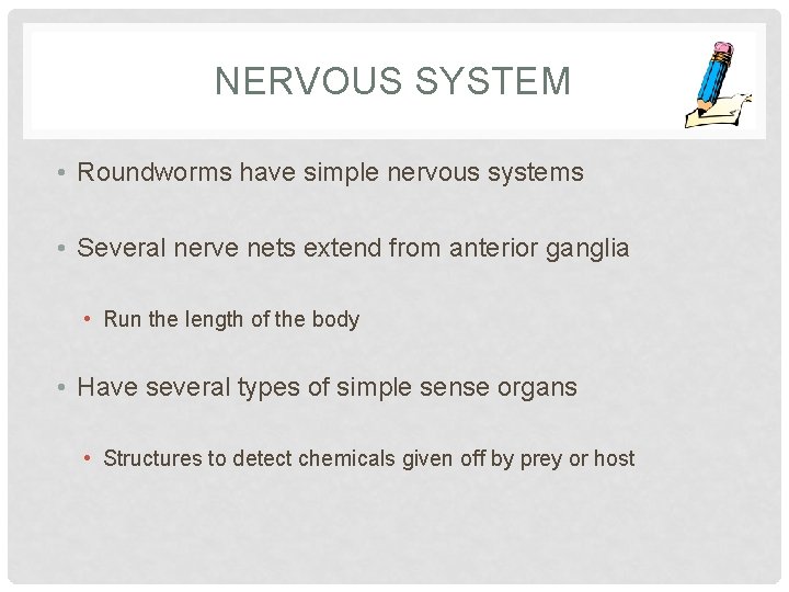 NERVOUS SYSTEM • Roundworms have simple nervous systems • Several nerve nets extend from