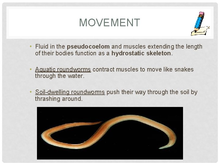 MOVEMENT • Fluid in the pseudocoelom and muscles extending the length of their bodies