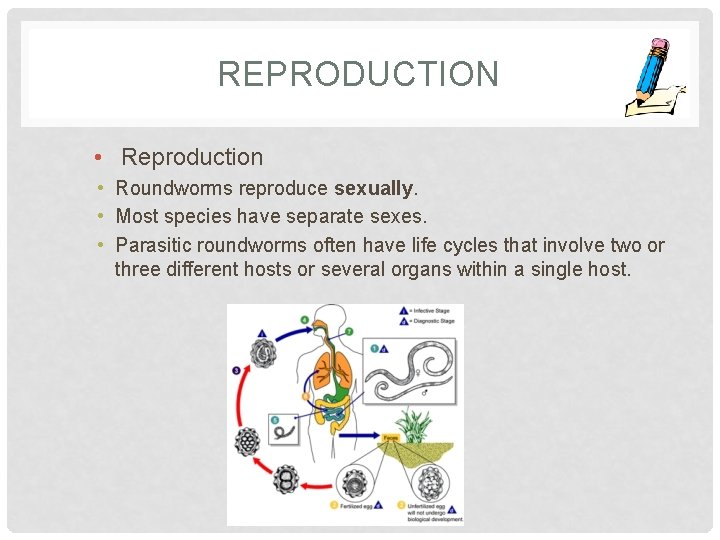 REPRODUCTION • Reproduction • Roundworms reproduce sexually. • Most species have separate sexes. •