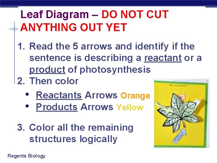 Leaf Diagram – DO NOT CUT ANYTHING OUT YET 1. Read the 5 arrows