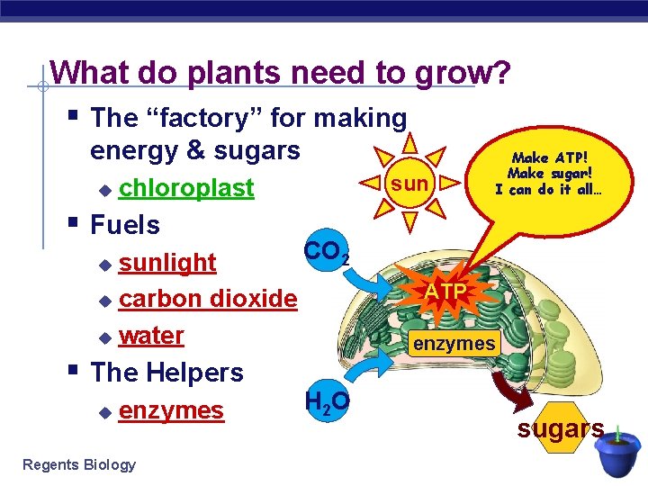 What do plants need to grow? § The “factory” for making energy & sugars