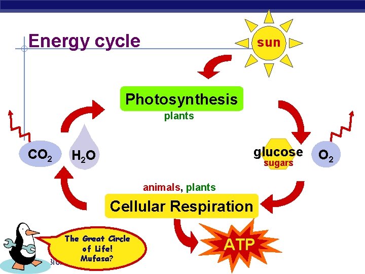 Energy cycle sun Photosynthesis plants CO 2 glucose H 2 O sugars animals, plants