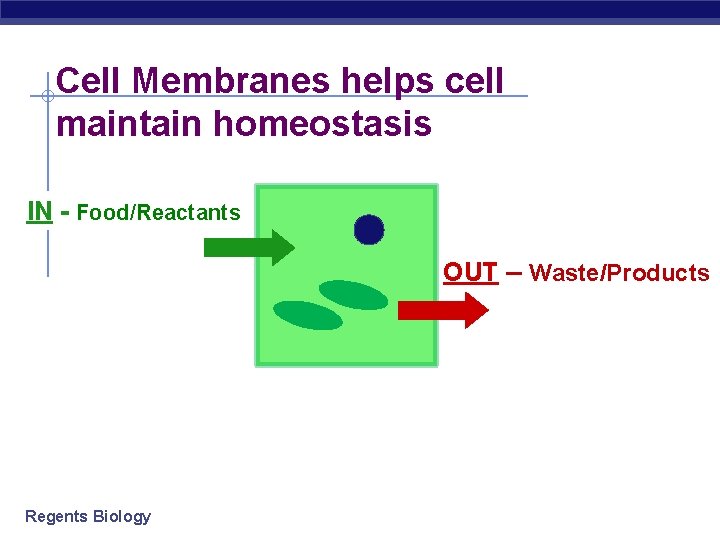 Cell Membranes helps cell maintain homeostasis IN - Food/Reactants OUT – Waste/Products Regents Biology