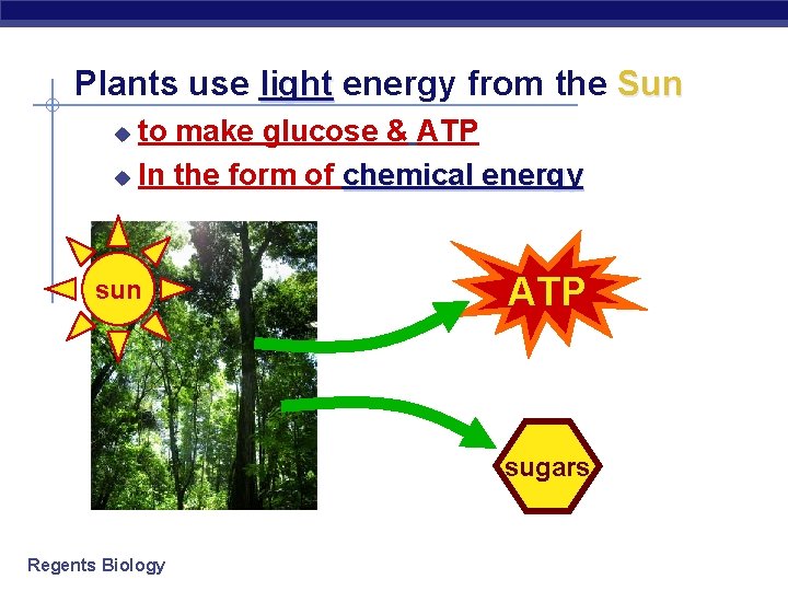 Plants use light energy from the Sun to make glucose & ATP u In