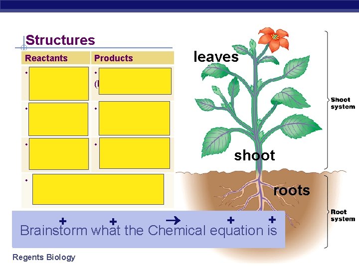 Structures Reactants Products • Sunlight through chloroplast • Glucose (sugar) (ENERGGYY) leaves • CO