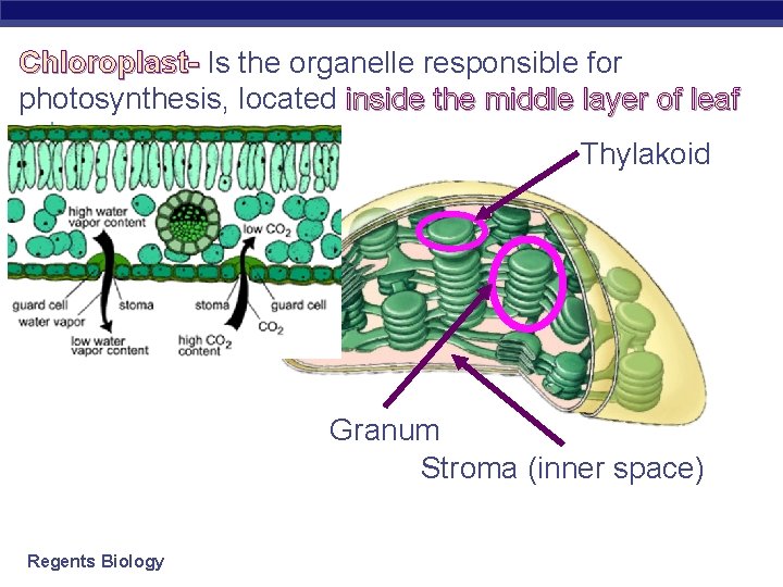 Chloroplast- Is the organelle responsible for photosynthesis, located inside the middle layer of leaf