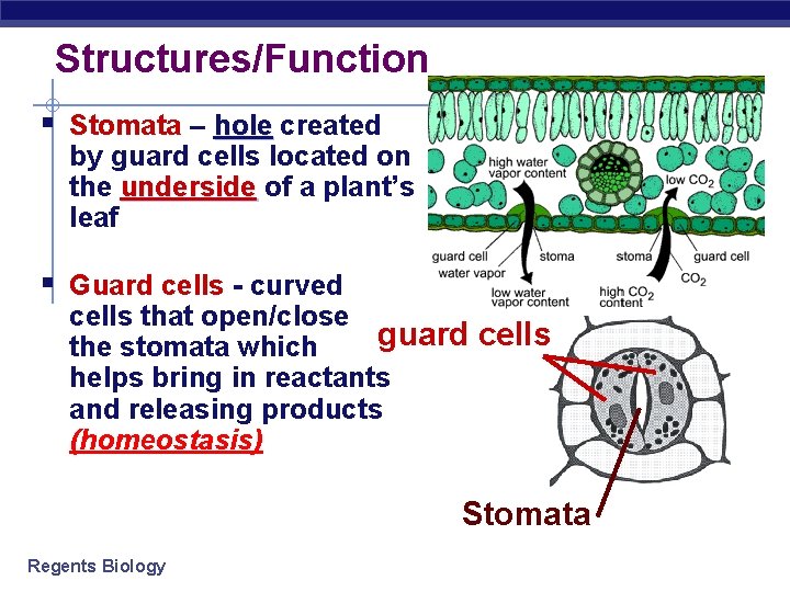 Structures/Function § Stomata – hole created by guard cells located on the underside of