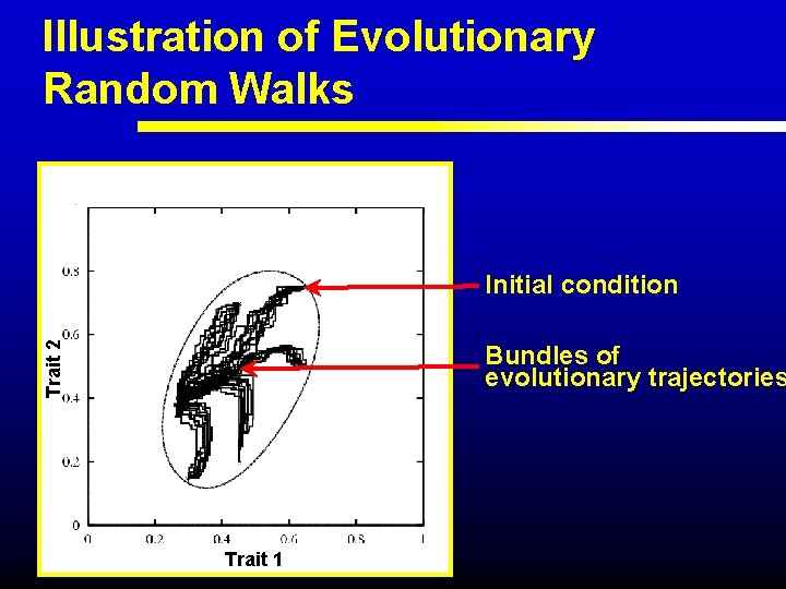 Illustration of Evolutionary Random Walks Trait 2 Initial condition Bundles of evolutionary trajectories Trait