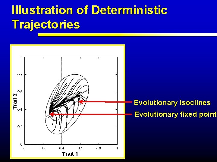 Trait 2 Illustration of Deterministic Trajectories Evolutionary isoclines Evolutionary fixed point Trait 1 