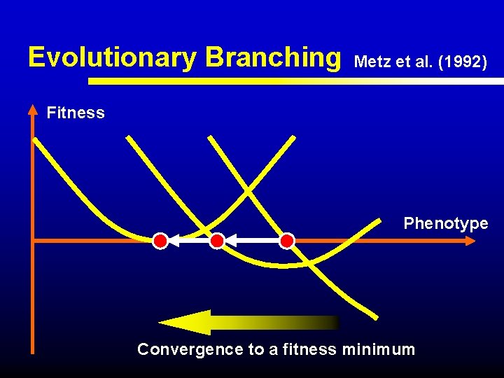 Evolutionary Branching Metz et al. (1992) Fitness Phenotype Convergence to a fitness minimum 