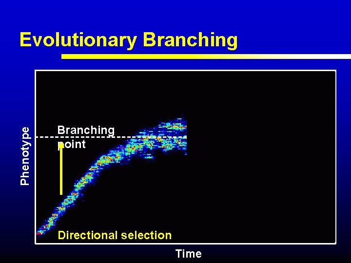 Phenotype Evolutionary Branching point Directional selection Disruptive selection Time 