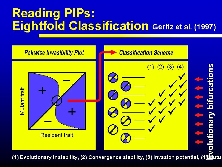  Evolutionary bifurcations Reading PIPs: Eightfold Classification Geritz et al. (1997) (1) Evolutionary instability,