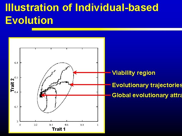 Illustration of Individual-based Evolution Trait 2 Viability region Evolutionary trajectories Global evolutionary attra Trait