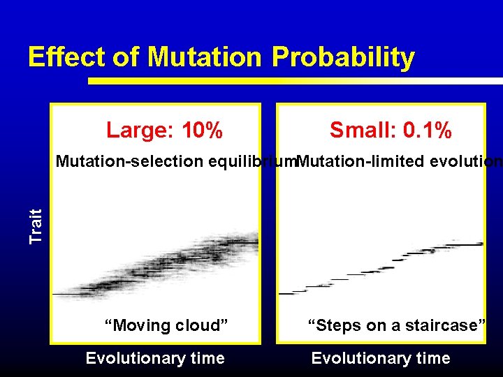 Effect of Mutation Probability Large: 10% Small: 0. 1% Trait Mutation-selection equilibrium. Mutation-limited evolution