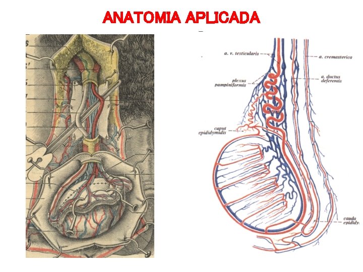 ANATOMIA APLICADA ANATOMIA APLICADA
