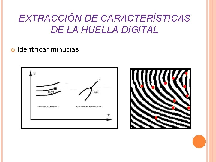 EXTRACCIÓN DE CARACTERÍSTICAS DE LA HUELLA DIGITAL Identificar minucias EXTRACCIÓN DE CARACTERÍSTICAS DE LA HUELLA DIGITAL Identificar minucias