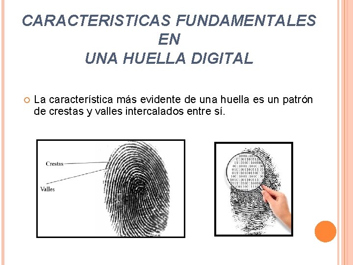 CARACTERISTICAS FUNDAMENTALES EN UNA HUELLA DIGITAL La característica más evidente de una huella es CARACTERISTICAS FUNDAMENTALES EN UNA HUELLA DIGITAL La característica más evidente de una huella es