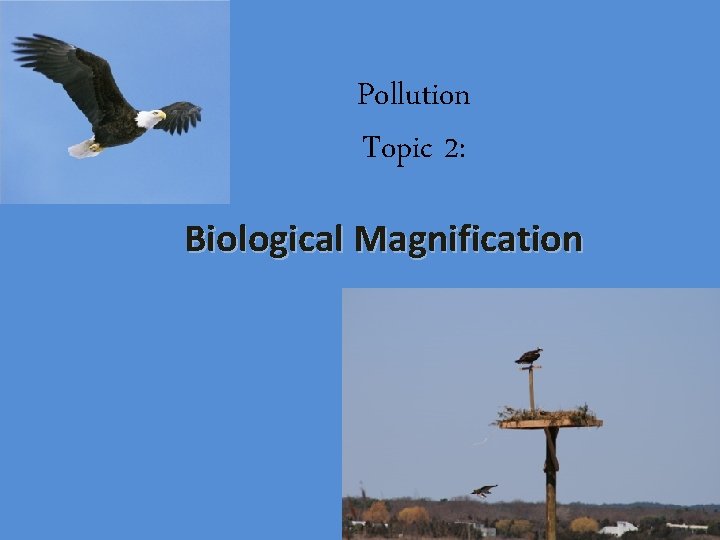 Pollution Topic 2: Biological Magnification 