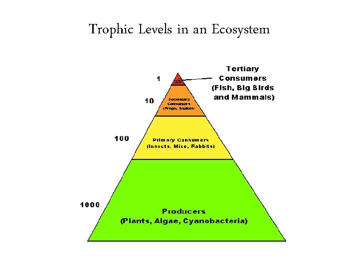 Trophic Levels in an Ecosystem 