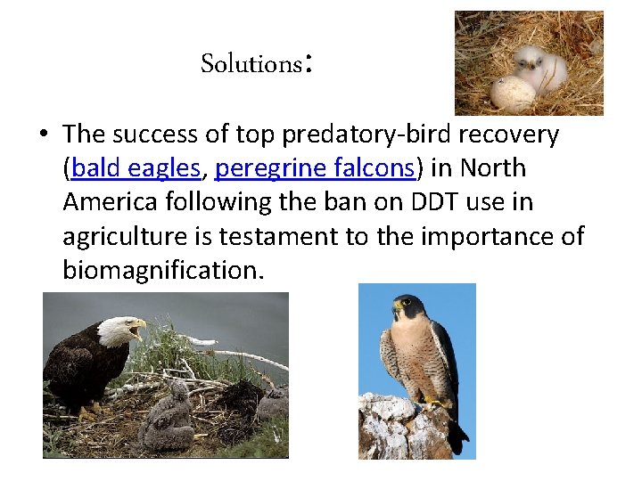 Solutions: • The success of top predatory-bird recovery (bald eagles, peregrine falcons) in North