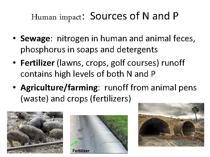 Human impact: Sources of N and P • Sewage: nitrogen in human and animal