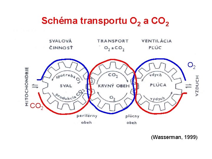 Schéma transportu O 2 a CO 2 (Wasserman, 1999) 