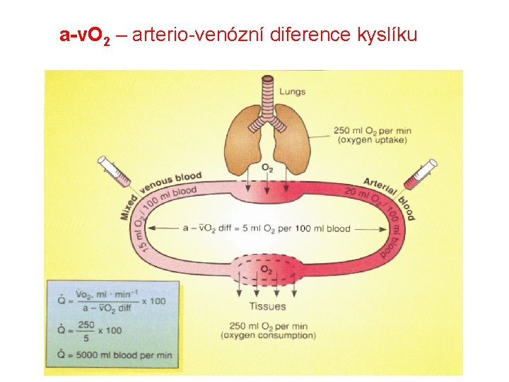 a-v. O 2 – arterio-venózní diference kyslíku 