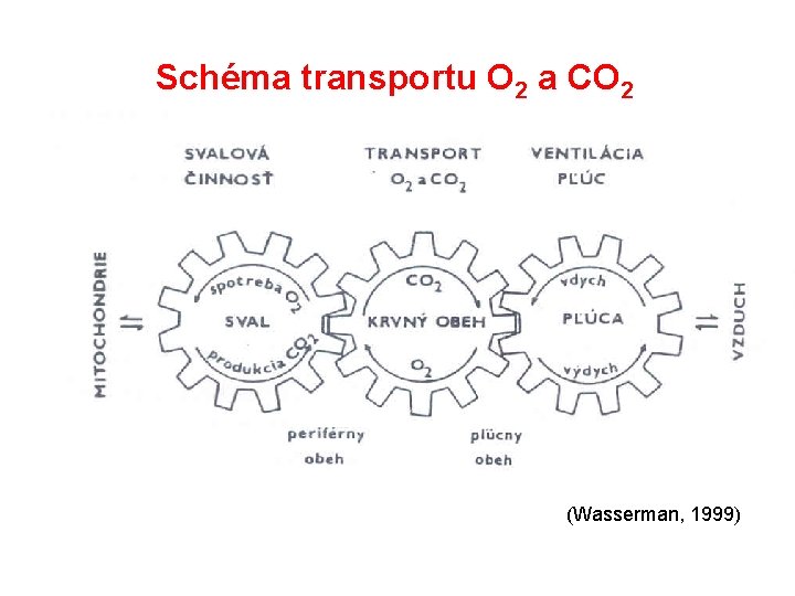 Schéma transportu O 2 a CO 2 (Wasserman, 1999) 