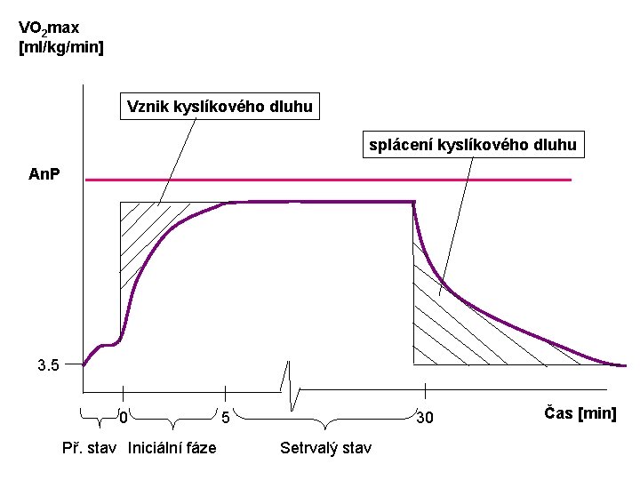 VO 2 max [ml/kg/min] Vznik kyslíkového dluhu splácení kyslíkového dluhu An. P 3. 5