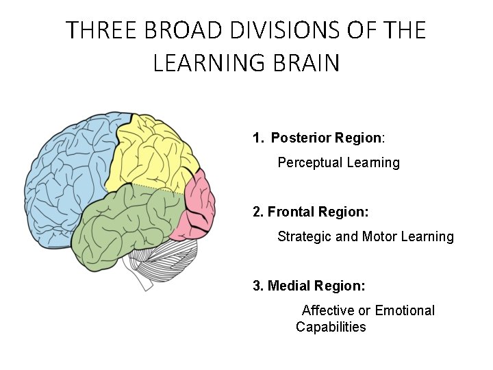 THREE BROAD DIVISIONS OF THE LEARNING BRAIN 1. Posterior Region: Perceptual Learning 2. Frontal