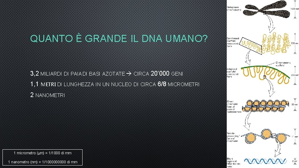 QUANTO È GRANDE IL DNA UMANO? 3, 2 MILIARDI DI PAIA DI BASI AZOTATE