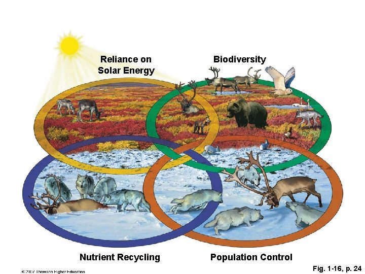 Reliance on Solar Energy Nutrient Recycling Biodiversity Population Control Fig. 1 -16, p. 24