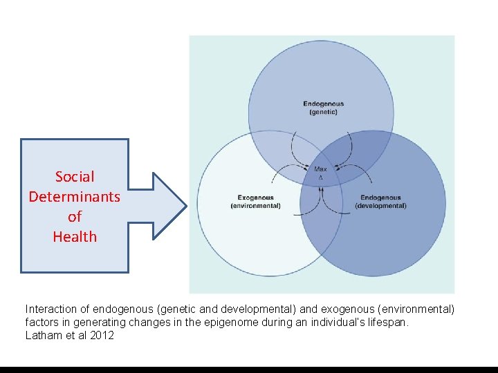 Social Determinants of Health Interaction of endogenous (genetic and developmental) and exogenous (environmental) factors