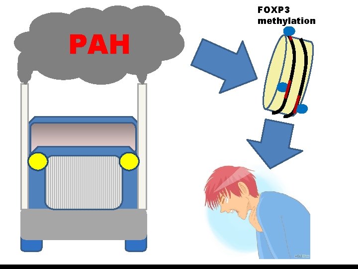 PAH FOXP 3 methylation 
