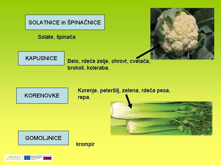 SOLATNICE in ŠPINAČNICE Solate, špinača KAPUSNICE KORENOVKE GOMOLJNICE Belo, rdeče zelje, ohrovt, cvetača, brokoli,