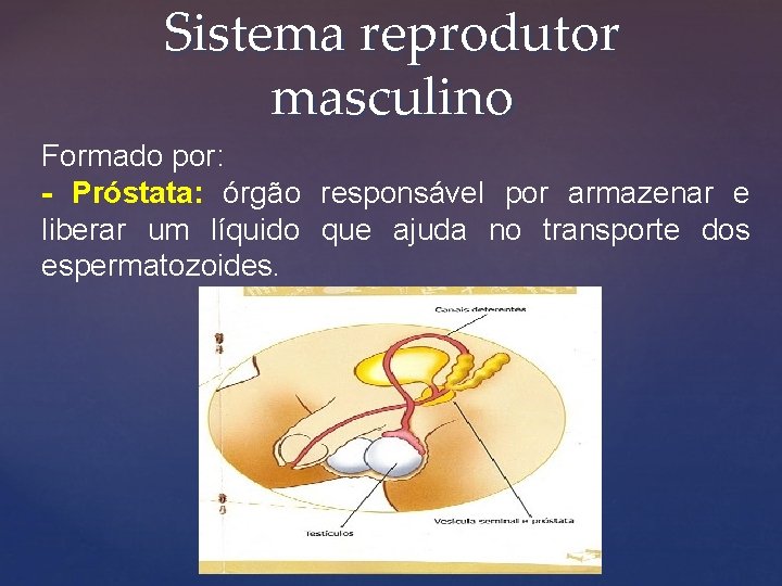 Sistema reprodutor masculino Formado por: - Próstata: órgão responsável por armazenar e liberar um