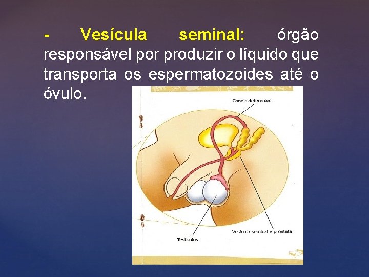 Vesícula seminal: órgão responsável por produzir o líquido que transporta os espermatozoides até o