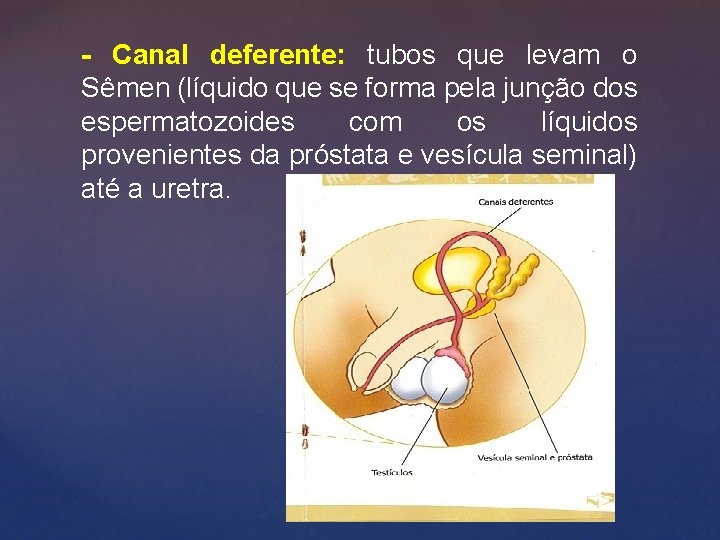 - Canal deferente: tubos que levam o Sêmen (líquido que se forma pela junção