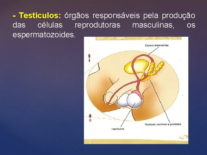 - Testículos: órgãos responsáveis pela produção das células reprodutoras masculinas, os espermatozoides. 