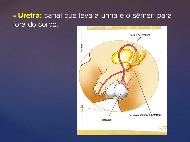 - Uretra: canal que leva a urina e o sêmen para fora do corpo.