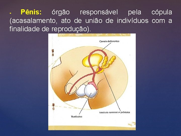 Pênis: órgão responsável pela cópula (acasalamento, ato de união de indivíduos com a finalidade